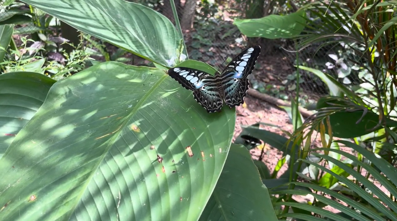 butterfly Photodocumentation