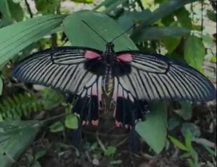 butterfly Photodocumentation 2