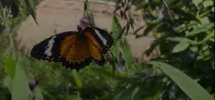 butterfly Photodocumentation 3