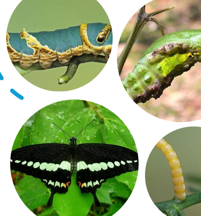 butterfly Photodocumentation 4