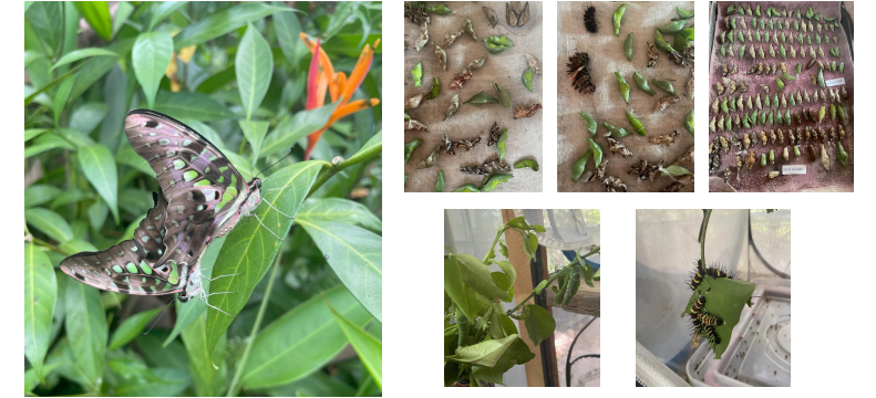 butterfly Photodocumentation 5