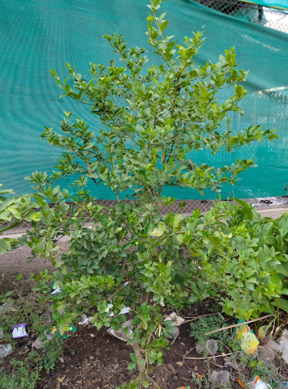 seed classification 2